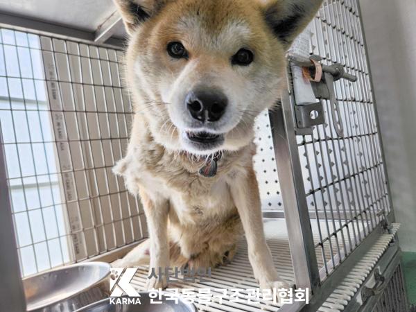 종료(자연사) 믹스…